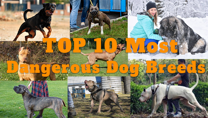 TOP 10 Most Dangerous Dog Breeds